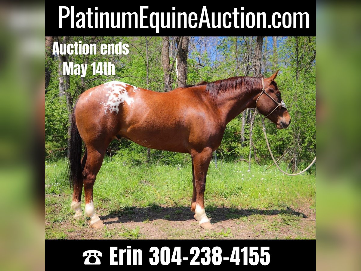 Appaloosa Ruin 8 Jaar 163 cm Donkere-vos in Hillsboro