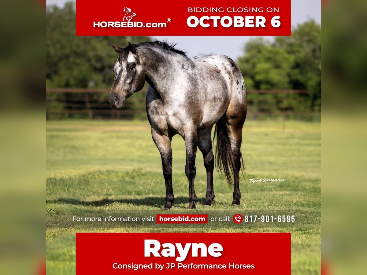Appaloosa Ruin 9 Jaar 163 cm in Weatherford