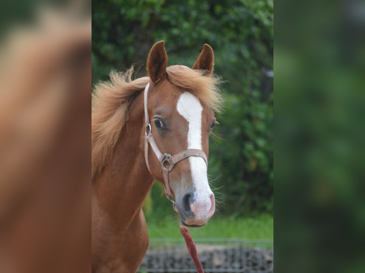 Appaloosa Mestizo Semental 1 año 145 cm Alazán in Nohfelden