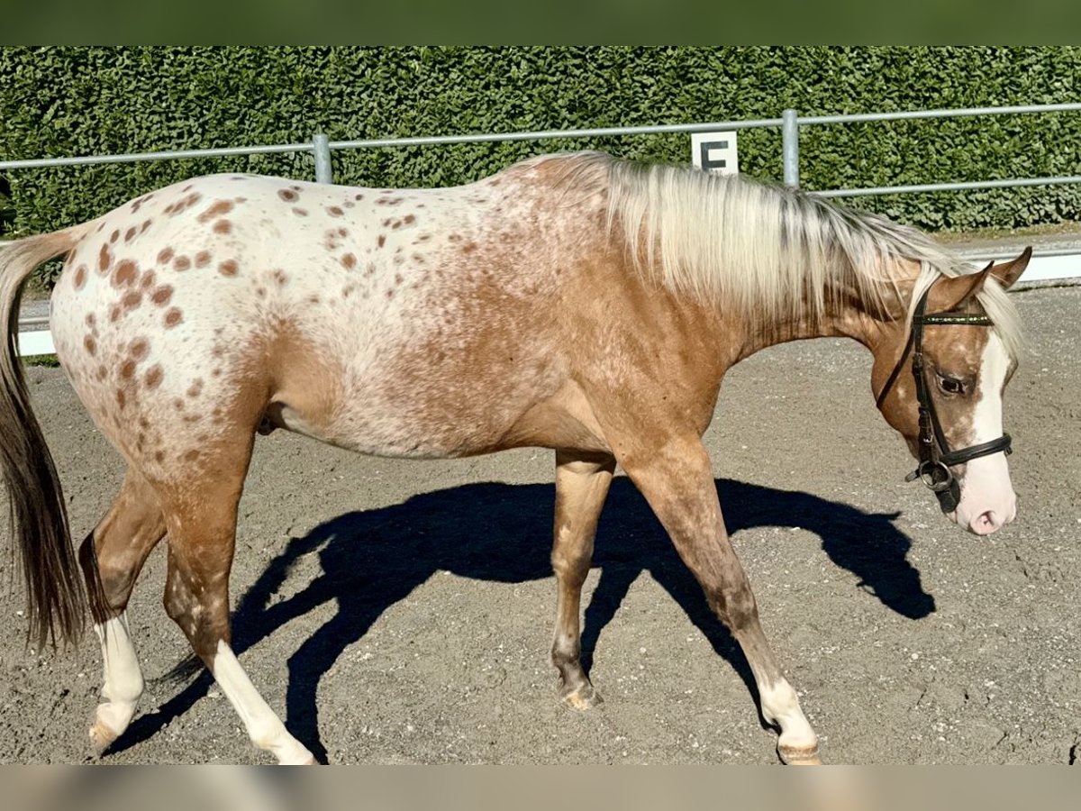 Appaloosa Semental 2 años 140 cm Atigrado/Moteado in Boccaleone