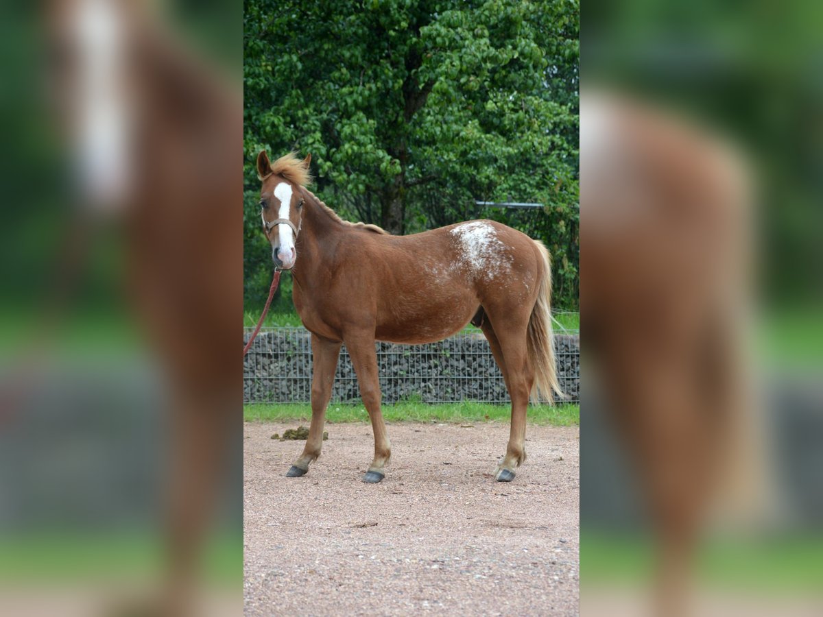 Appaloosa Mestizo Semental 2 años 145 cm Alazán in Nohfelden