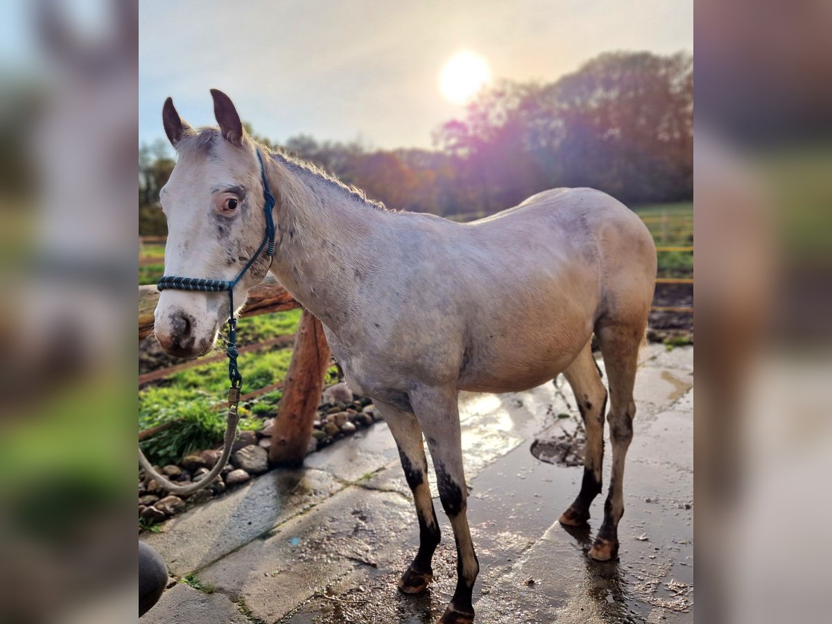 Appaloosa Semental 2 años 151 cm White/Blanco in D&#xF6;tlingen
