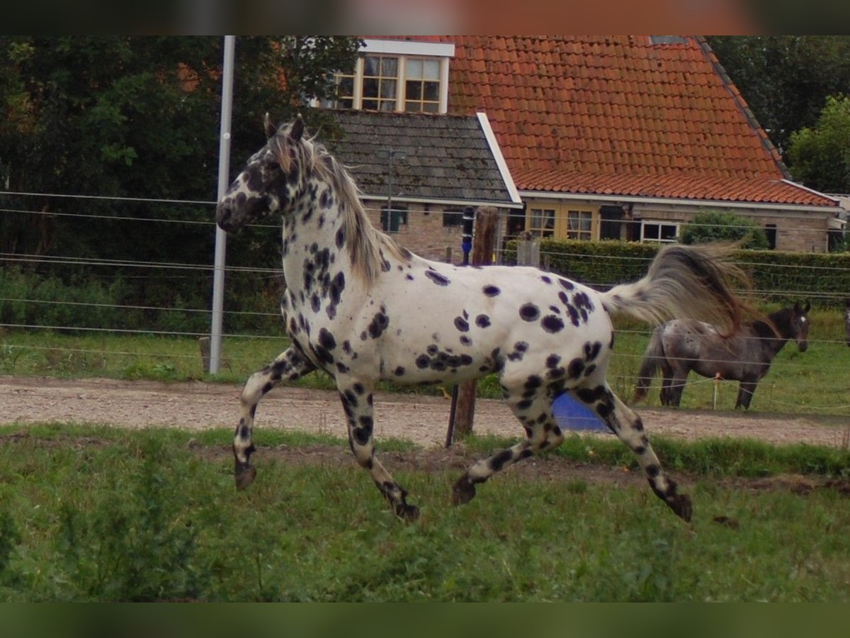 Appaloosa Semental 3 años 163 cm Atigrado/Moteado in Hitzum