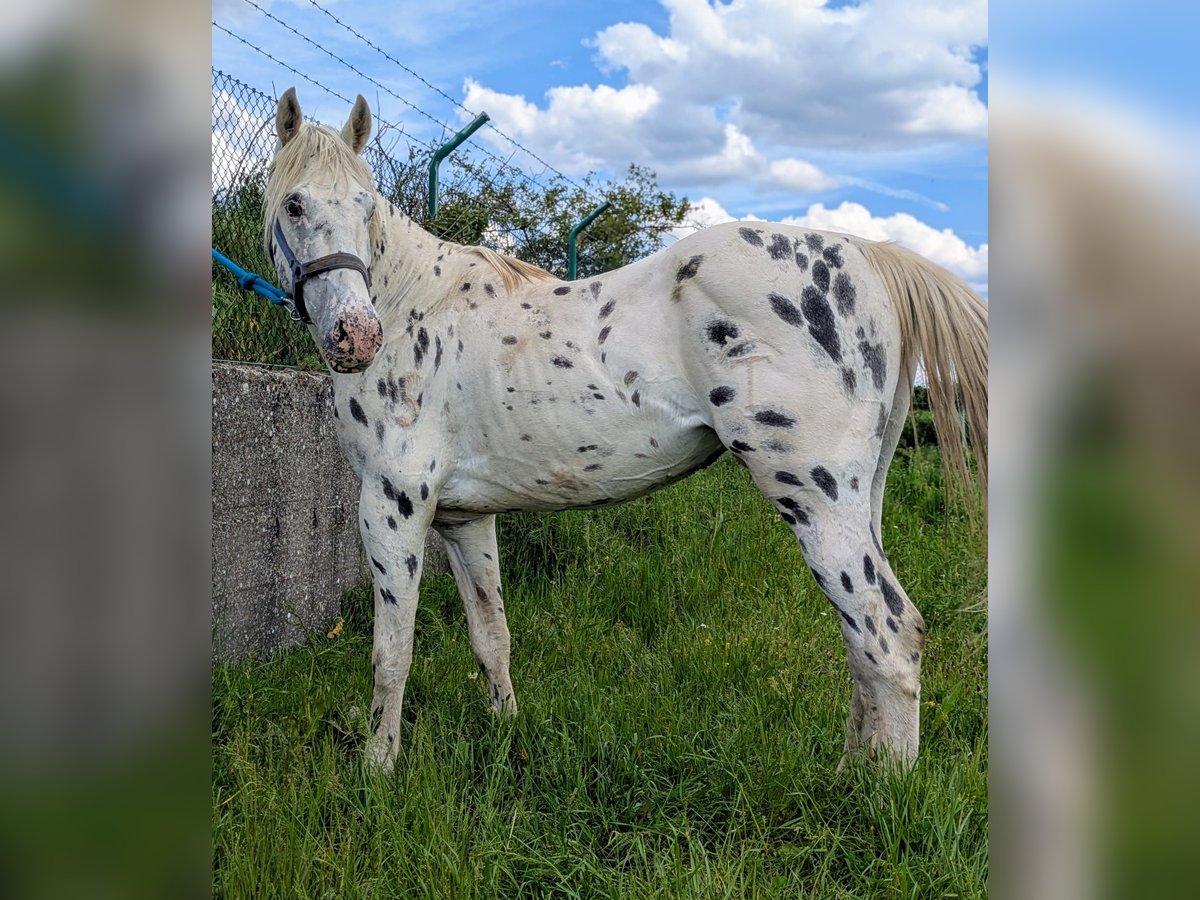 Appaloosa Semental 3 años in Burgos