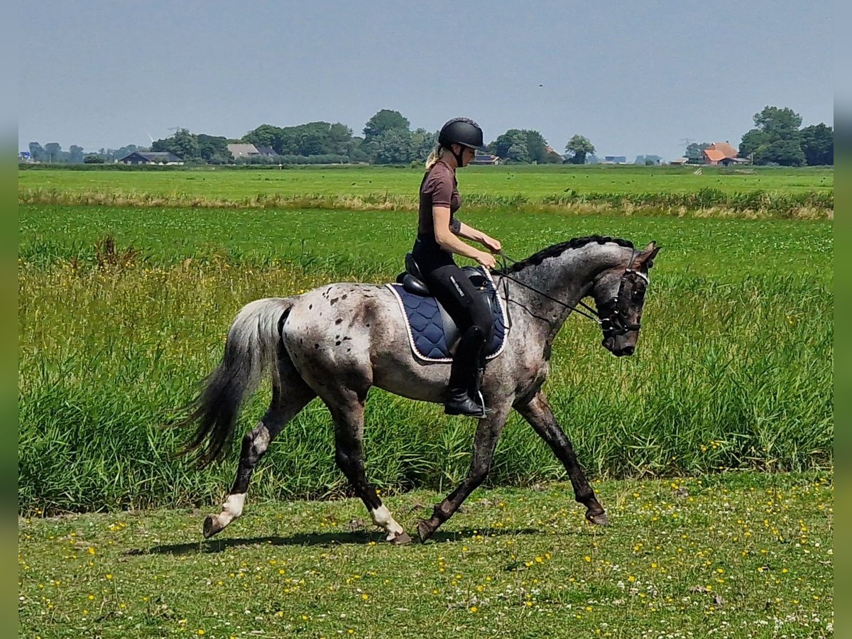 Appaloosa Semental 5 años 163 cm Atigrado/Moteado in Hitzum