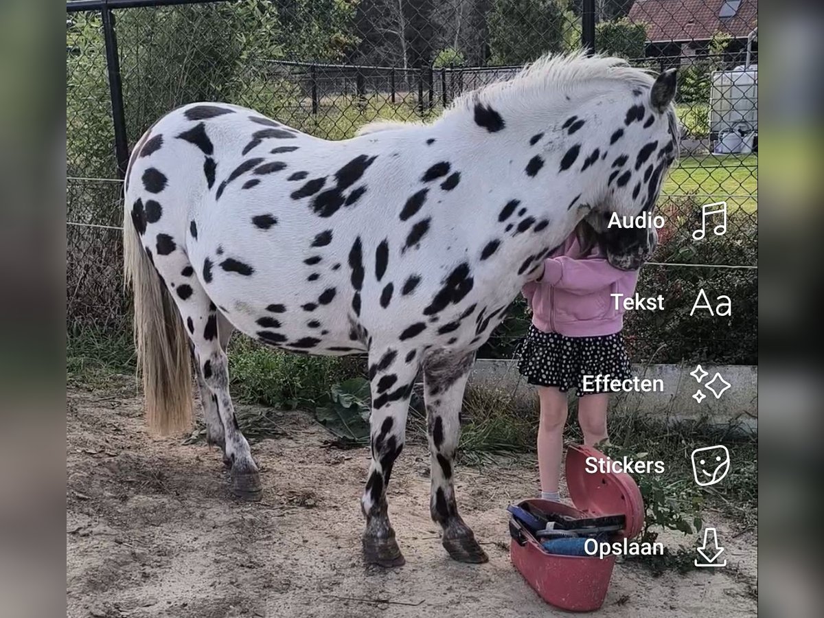 Appaloosa Semental 5 años Atigrado/Moteado in Averbode