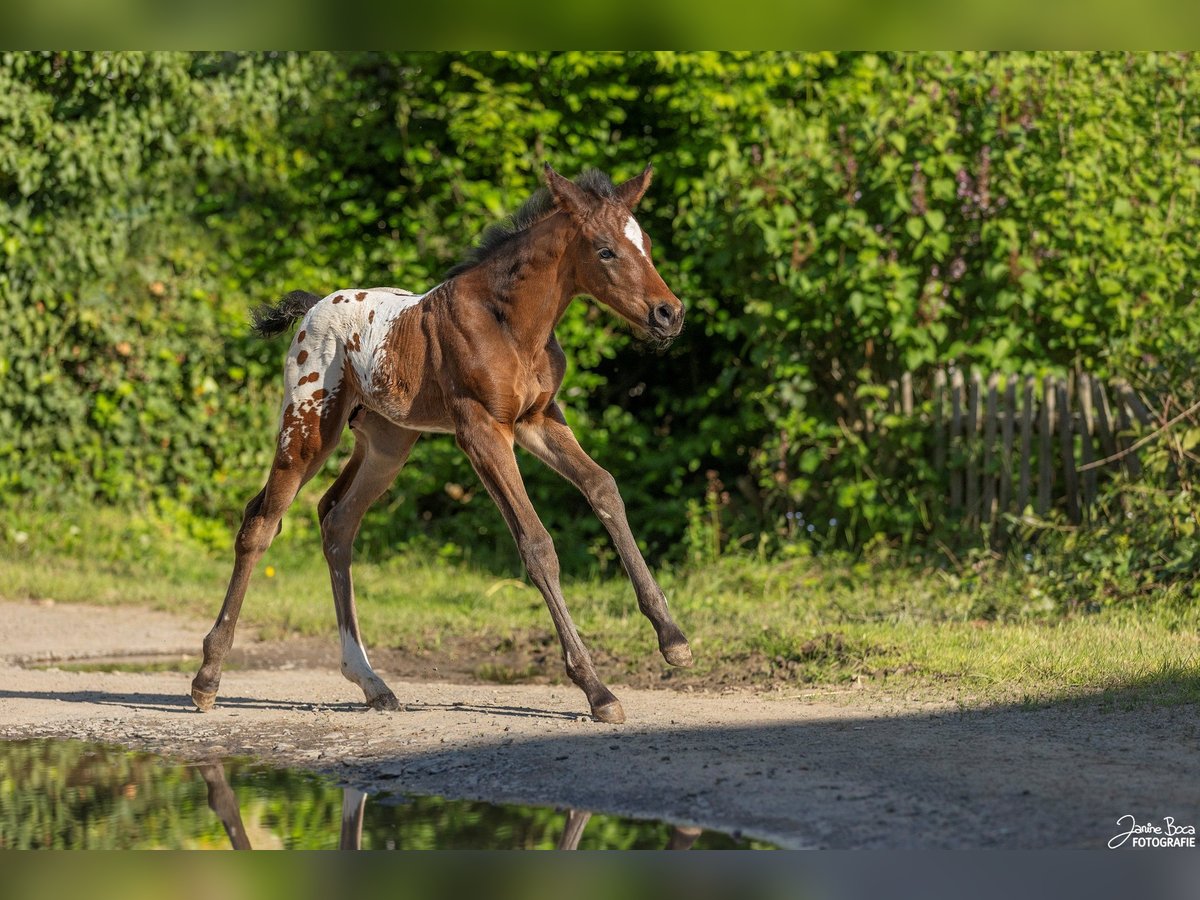 Appaloosa Semental Potro (04/2024) Castaño in Ransweiler