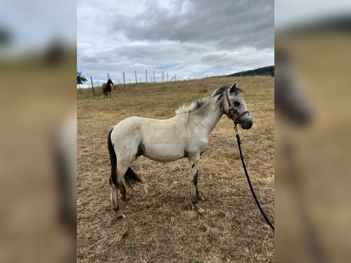 Appaloosa Stallion 1 year 11,1 hh Leopard-Piebald in Kalefeld