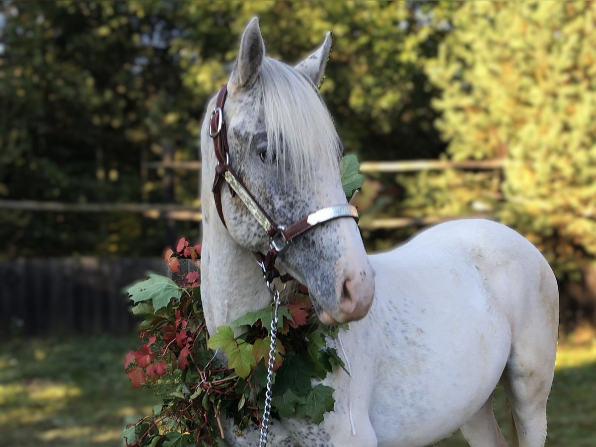 Appaloosa Stallion 1 year 14,1 hh in Brno Appaloosa Stallion 1 year 14,1 hh in Brno