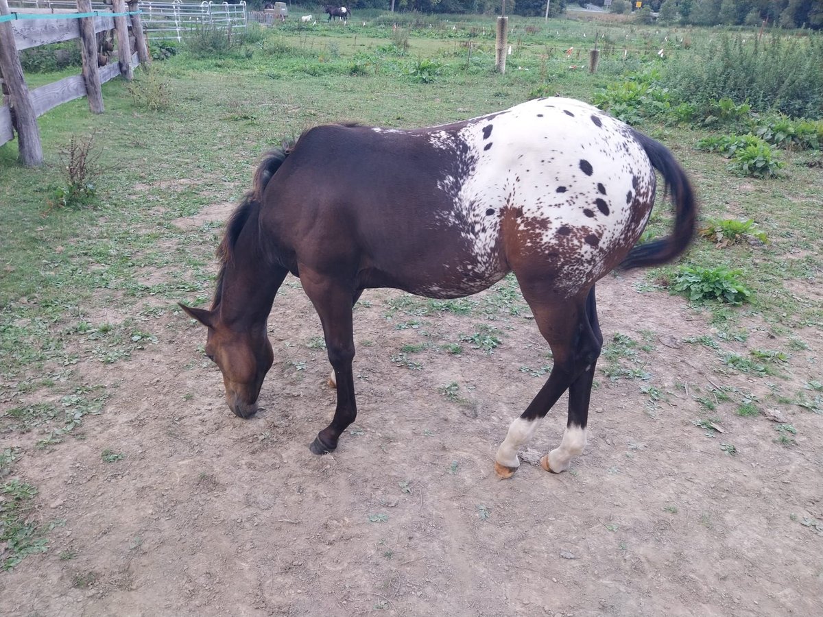 Appaloosa Stallion 1 year 15,1 hh Red Dun in Oberharz am Brocken  OT Stiege