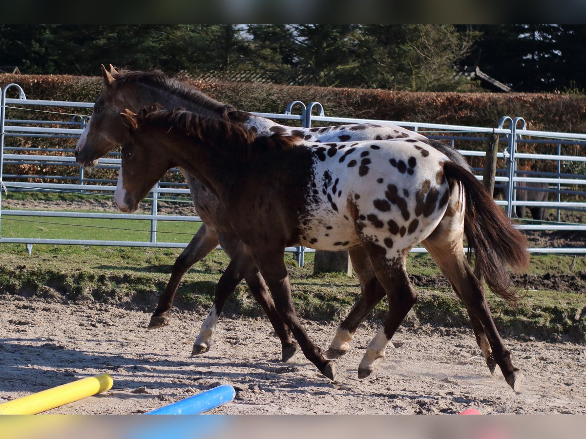 Appaloosa Stallion 1 year 15,2 hh Buckskin in Zetel