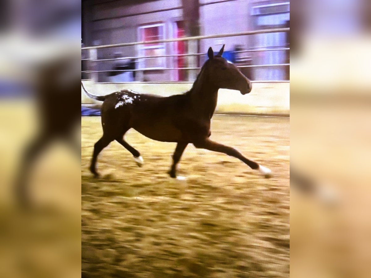 Appaloosa Mix Stallion 1 year 15 hh Roan-Red in Thibodaux