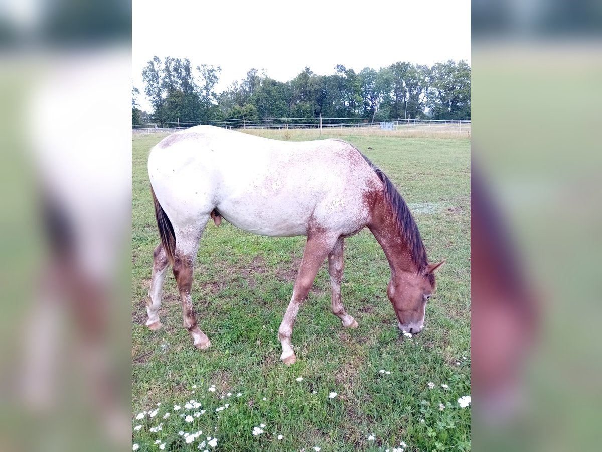 Appaloosa Stallion 1 year 15,1 hh Chestnut-Red in S&#xF6;sdala