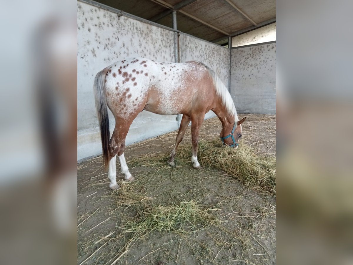 Appaloosa Stallion 2 years 13,3 hh in Stagno Lombardo