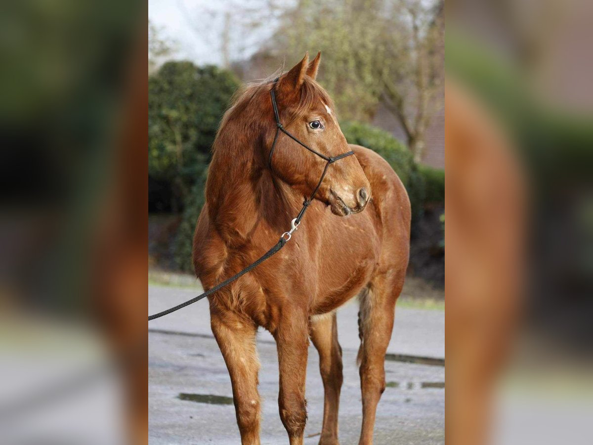 Appaloosa Stallion 2 years 14,1 hh Chestnut-Red in Borgloon