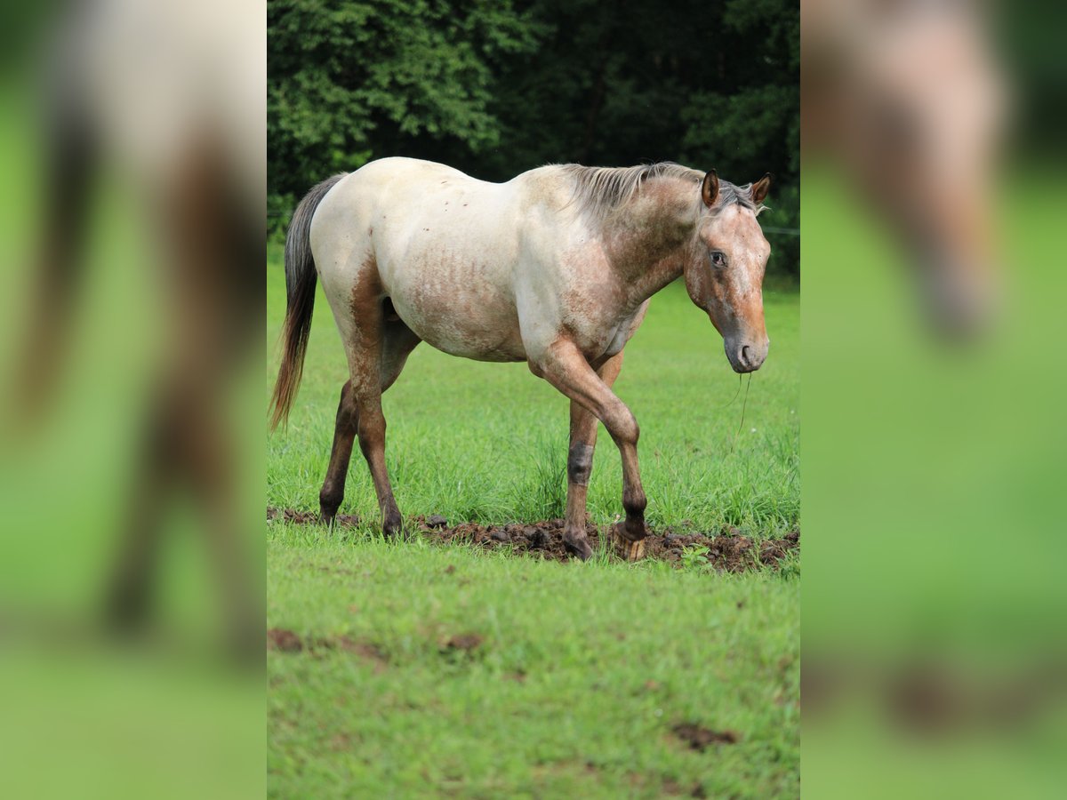 Appaloosa Stallion 2 years 15,1 hh Brown in Berching