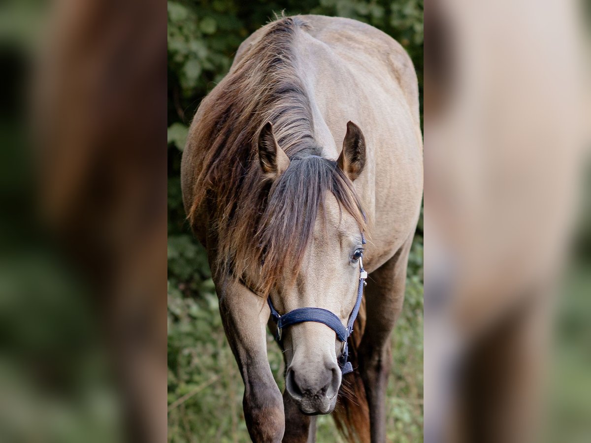 Appaloosa Stallion 3 years 15,1 hh Buckskin in Bad M&#xFC;nstereifel