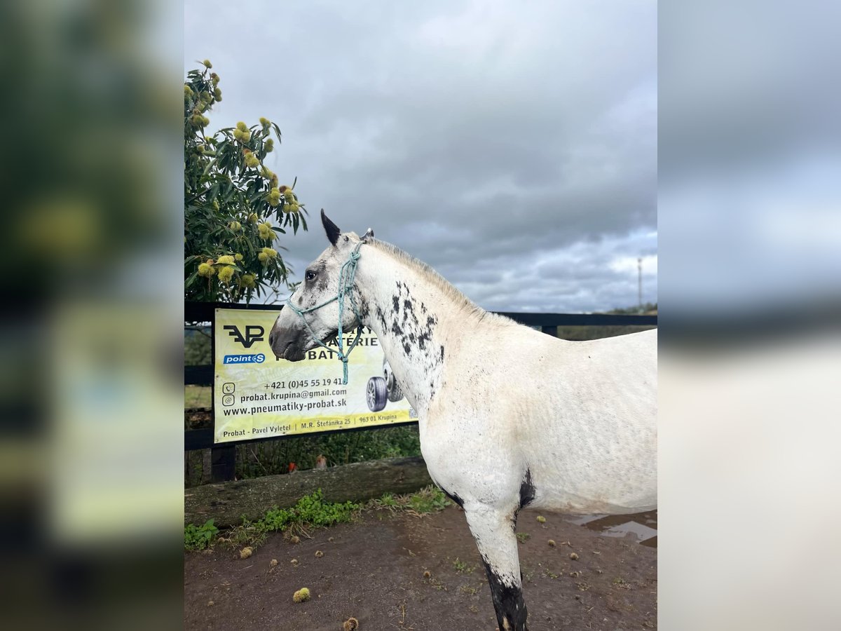 Appaloosa Stallion 3 years 16 hh in Krupina