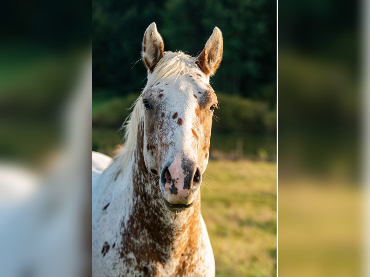 Appaloosa Stallion 4 years 15,2 hh Roan-Red in Star&#xE9; Sedlo