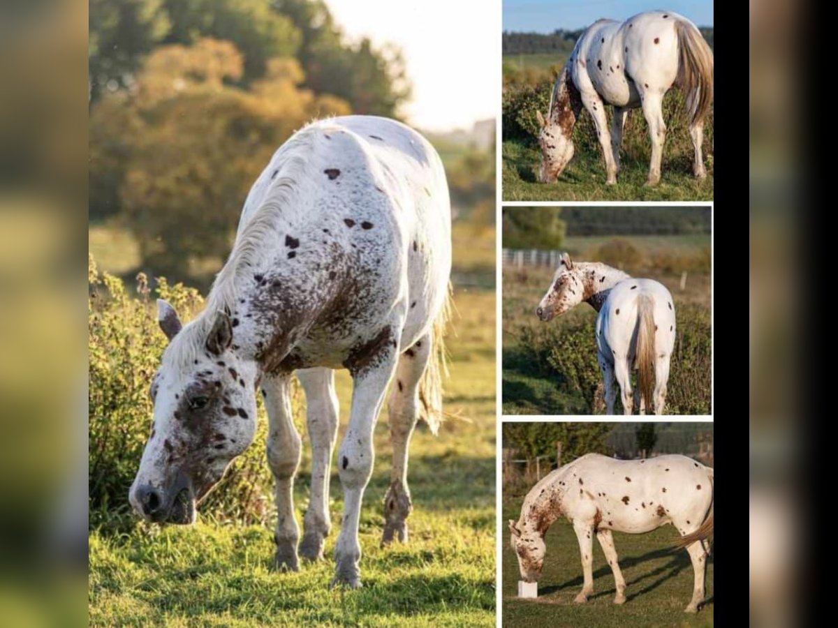 Appaloosa Stallion 4 years 15,2 hh Roan-Red in Staré Sedlo Appaloosa Stallion 4 years 15,2 hh Roan-Red in Staré Sedlo