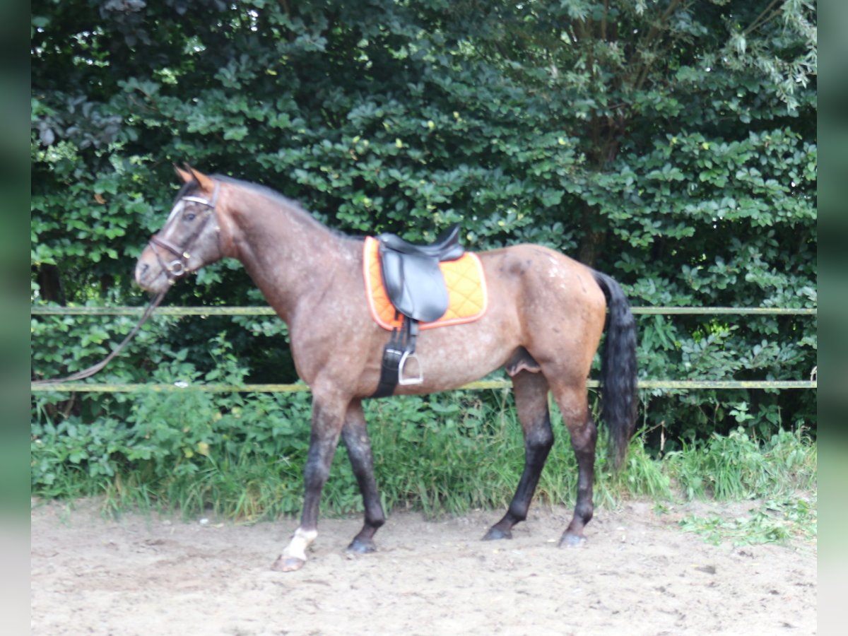 Appaloosa Stallion 5 years 16 hh Leopard-Piebald in Boxmeer