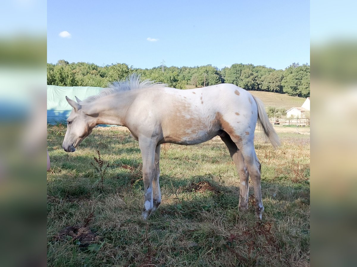 Appaloosa Mix Stallion  15 hh in bergerac