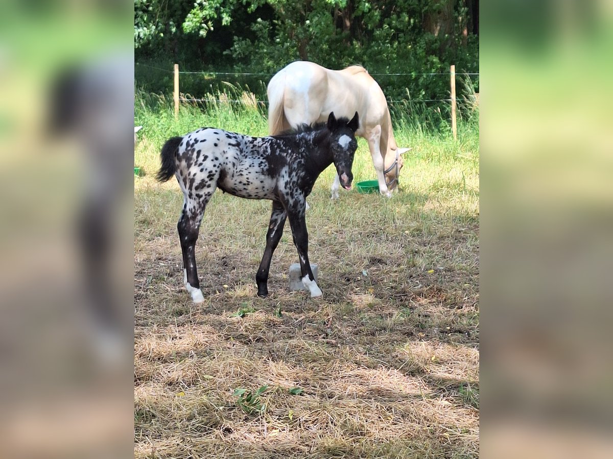 Appaloosa Mix Stallion  16 hh Gray-Fleabitten in Neustadt an der Orla