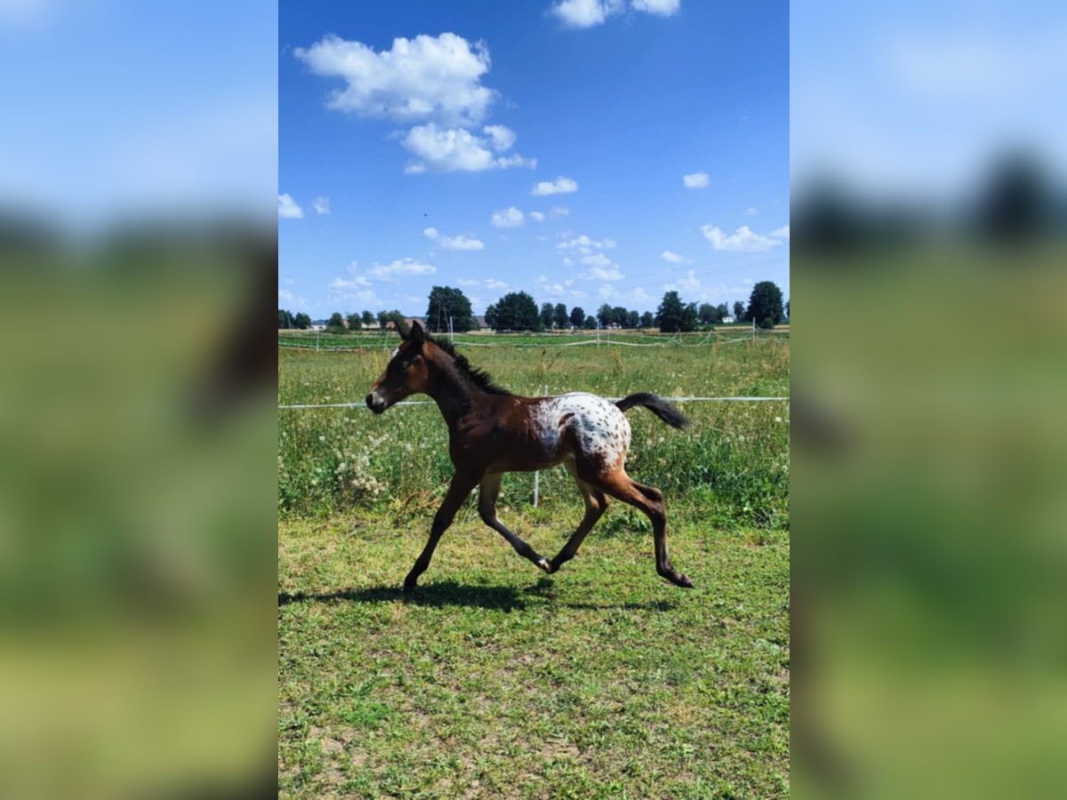 Appaloosa Mix Stallion  16 hh Leopard-Piebald in Po&#x142;ajewo