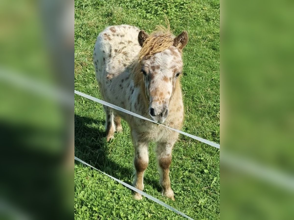 Appaloosa Stallion Foal (05/2024) 8,1 hh Leopard-Piebald in LATTROP