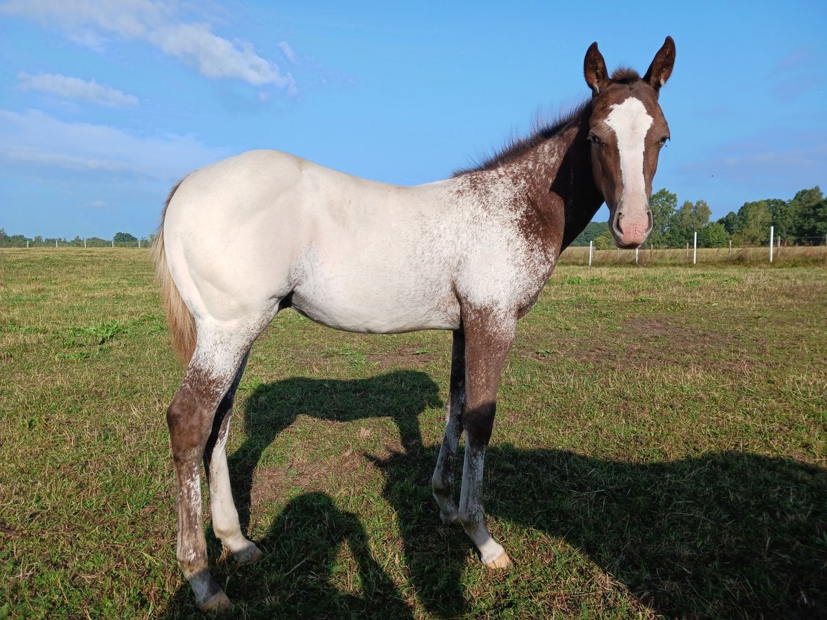 Appaloosa Stallion Foal (05/2024) Chestnut-Red in Sösdala