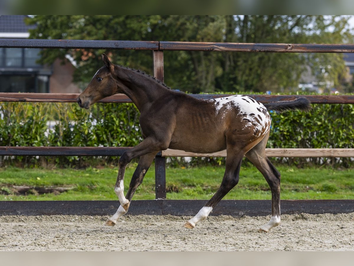 Appaloosa Stallion Foal (04/2025) Leopard-Piebald in Waddinxveen