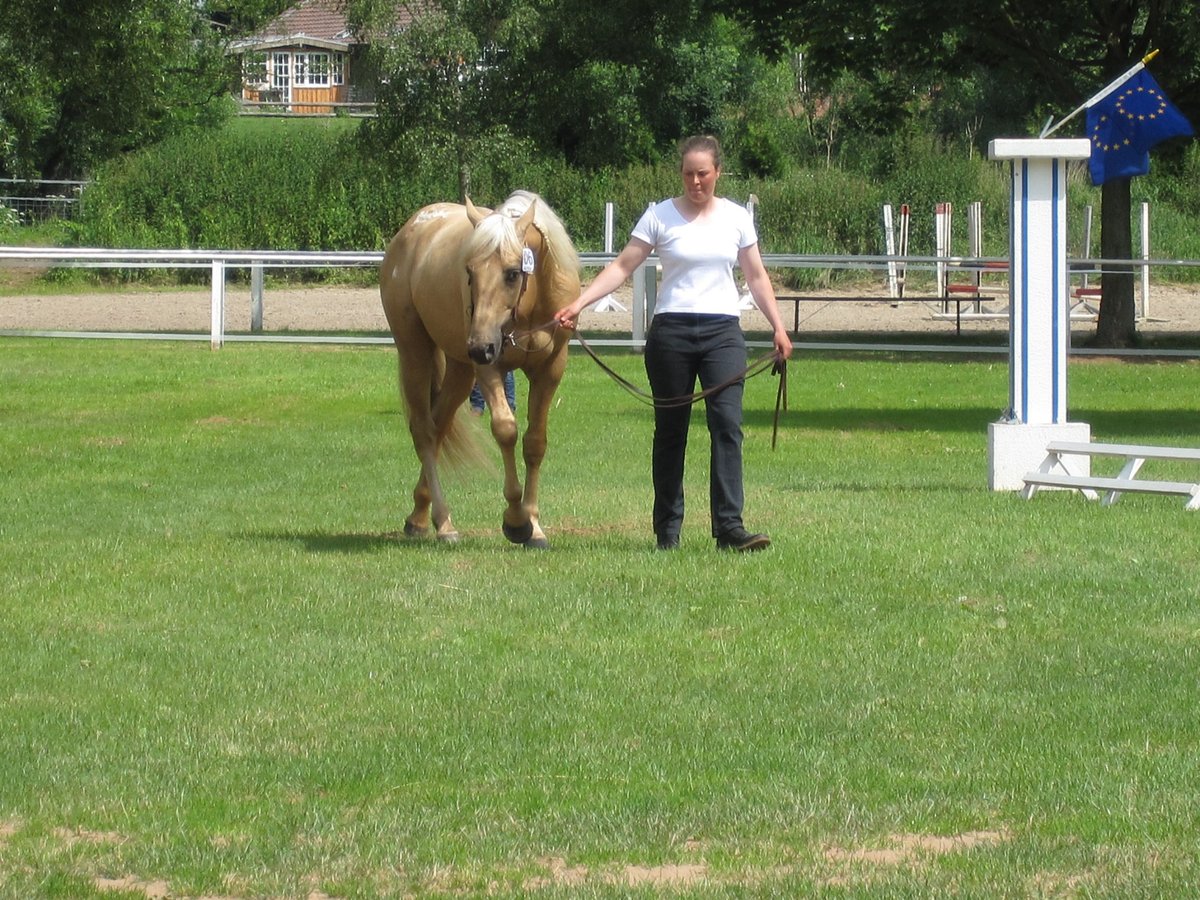 Appaloosa Stallion Palomino in Schieder-Schwalenberg