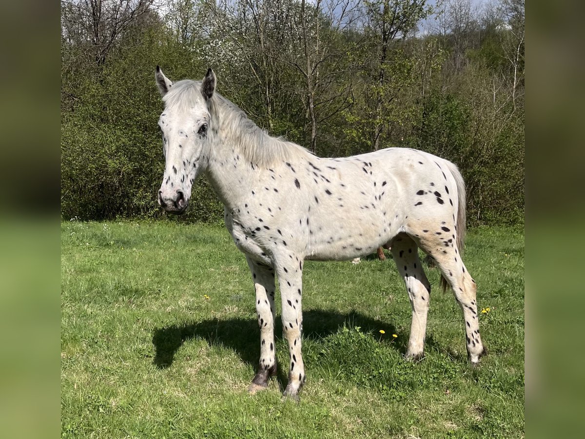 Appaloosa Stallone 1 Anno 155 cm Morello in Krupina