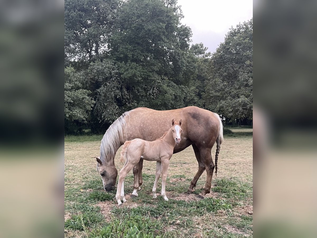 Appaloosa Stallone 2 Anni in Vilalba (Casco Urbano)