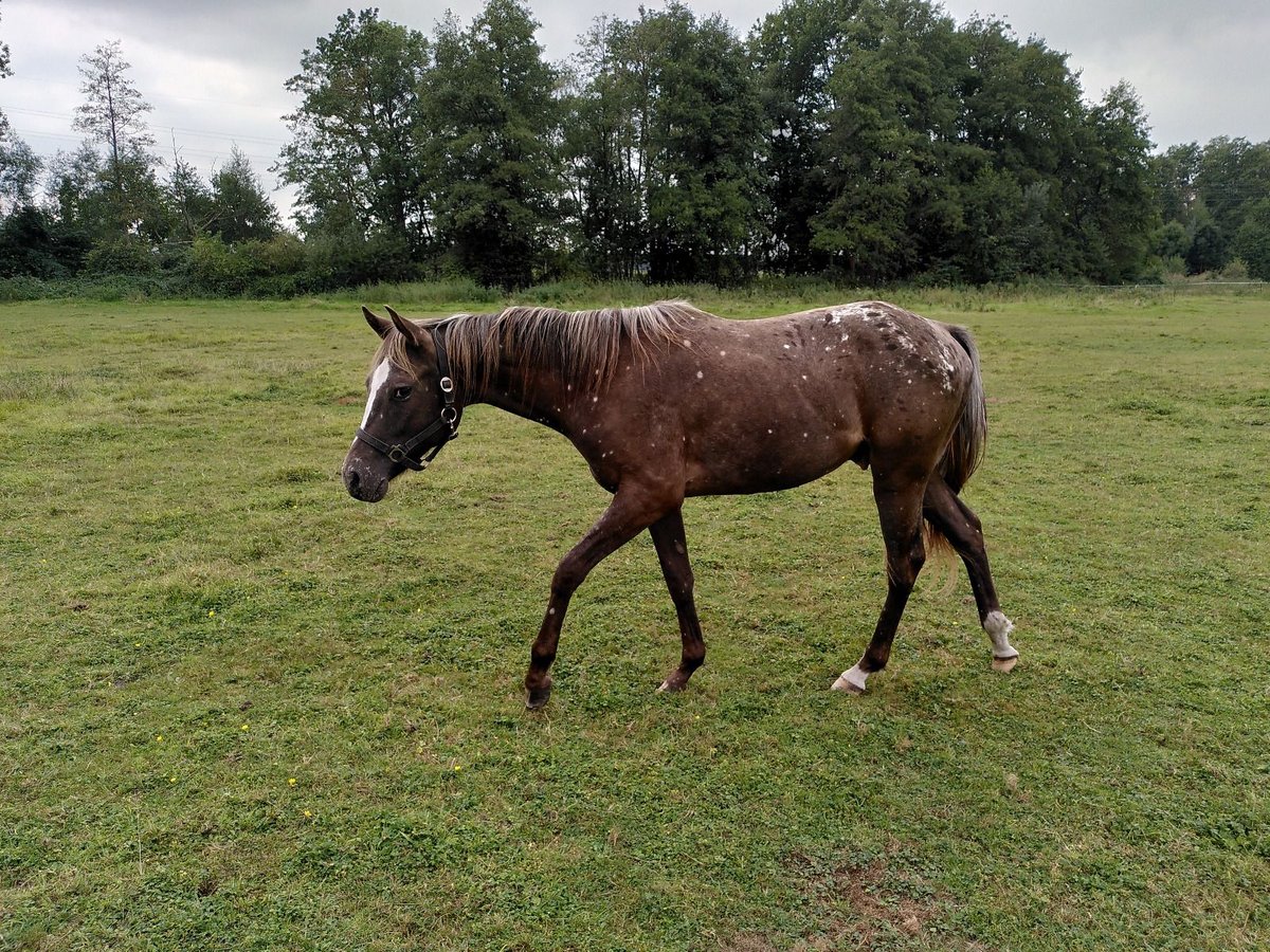 Appaloosa Stallone 3 Anni in Bielefeld Appaloosa Stallone 3 Anni in Bielefeld