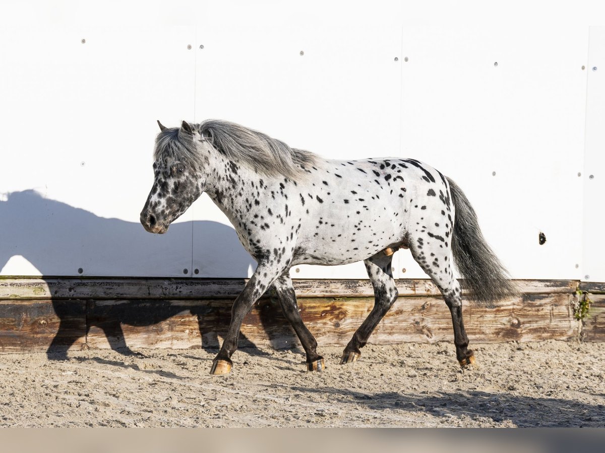 Appaloosa Stallone 5 Anni 101 cm in Waddinxveen
