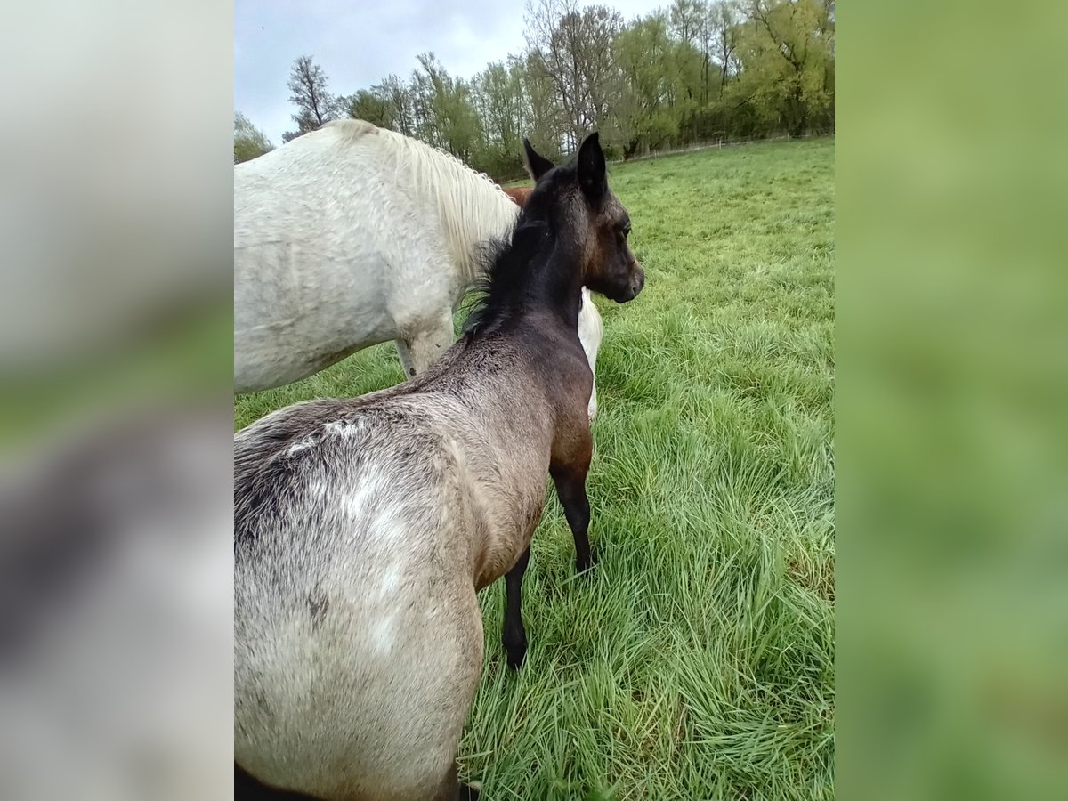 Appaloosa Mix Stallone Puledri (03/2025) 150 cm in Leipzig