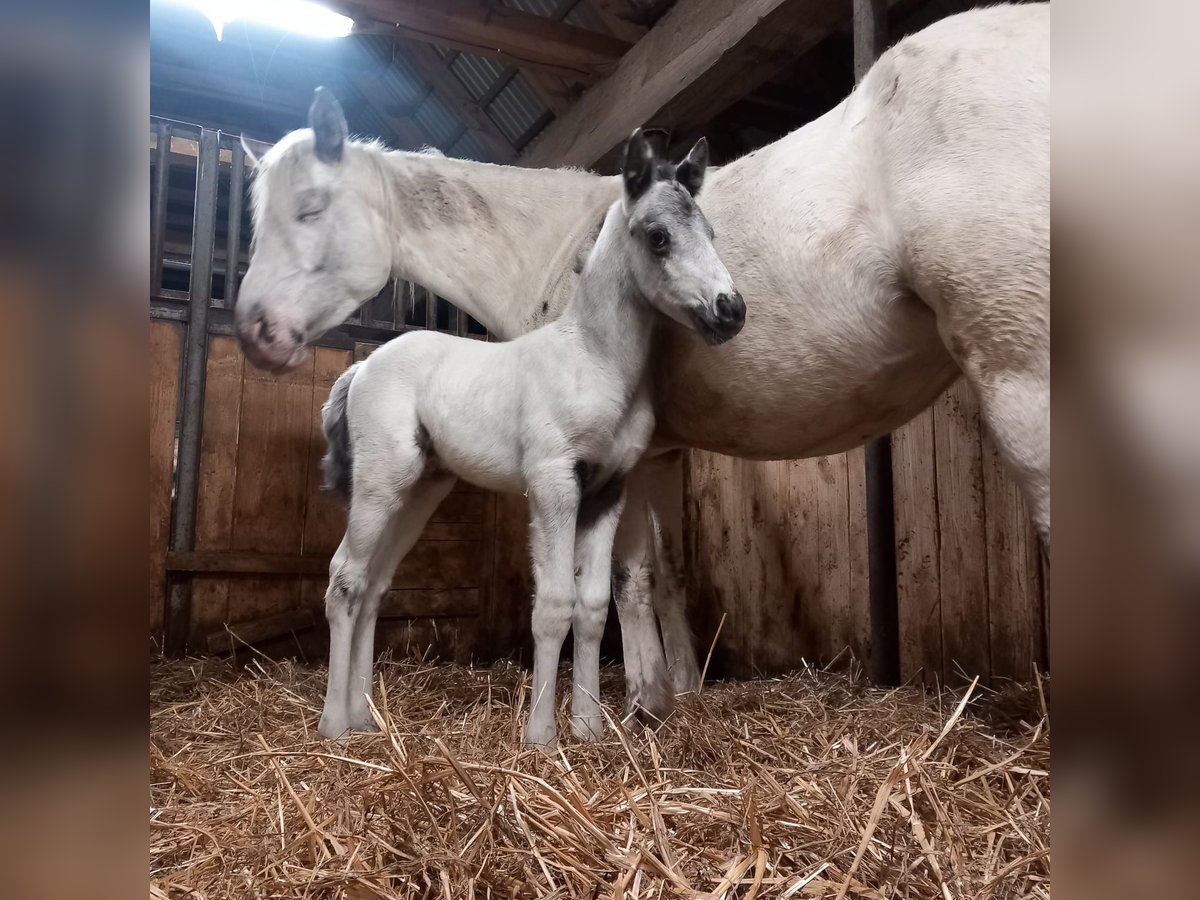 Appaloosa Stallone  155 cm Bianco in Stašov