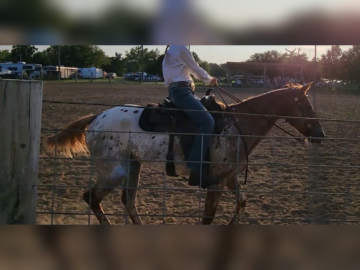 Appaloosa Sto 14 år 152 cm Grå-röd-brun in Goodman