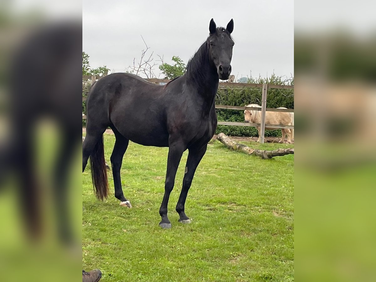 Appaloosa Blandning Sto 8 år 160 cm Svart in Steinsoultz