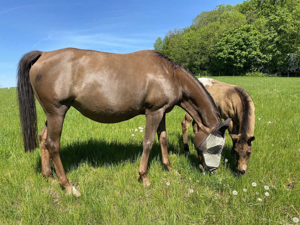 Appaloosa Stute 10 Jahre 153 cm Dunkelfuchs in Preußisch Oldendorf