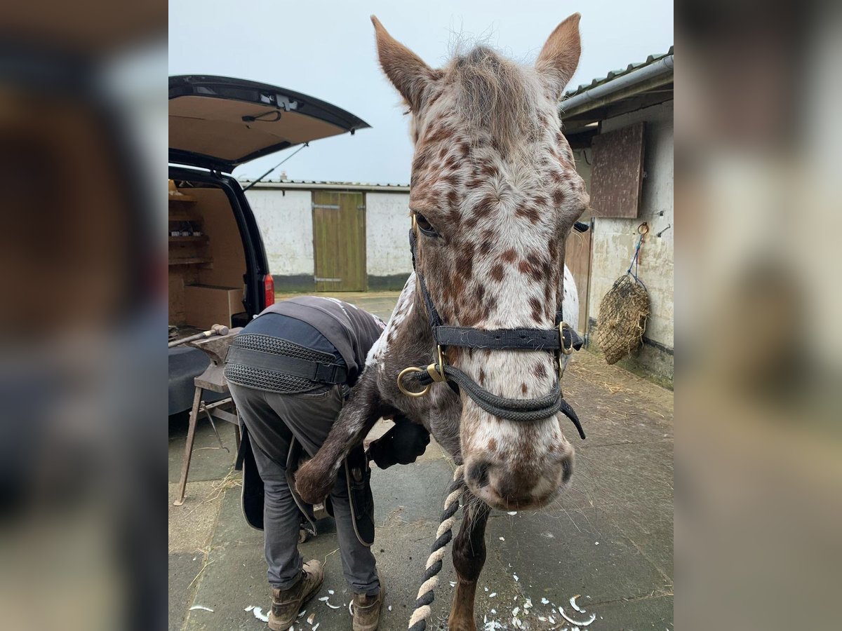 Appaloosa Stute 11 Jahre 152 cm Brauner in Lignol