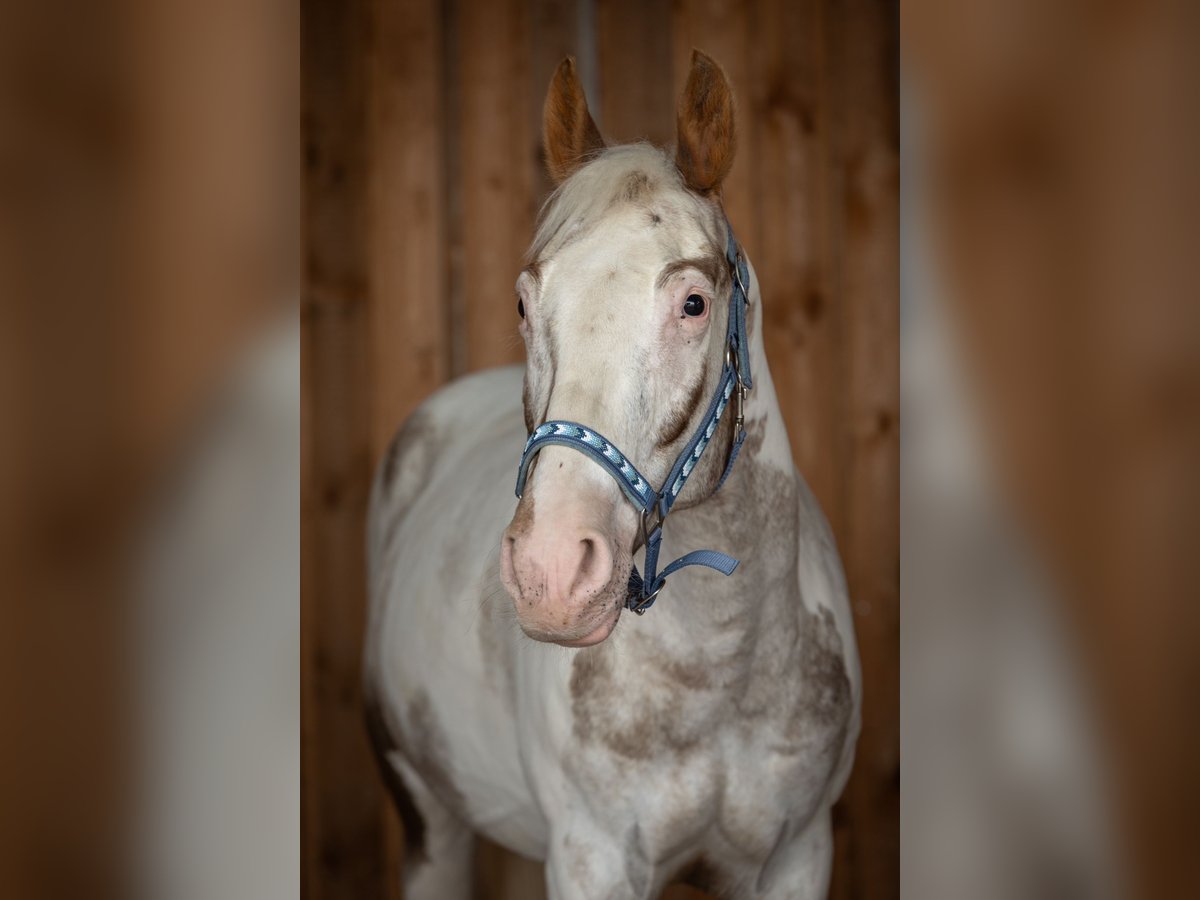 Appaloosa Mix Stute 11 Jahre 160 cm Schecke in Erbendorf Appaloosa Mix Stute 11 Jahre 160 cm Schecke in Erbendorf