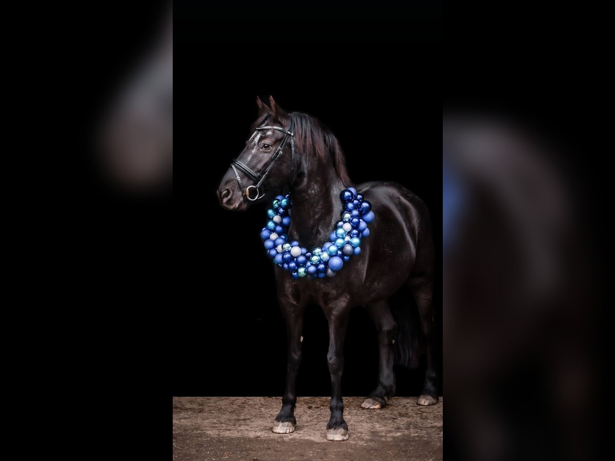 Appaloosa Mix Stute 13 Jahre 148 cm Rappe in Moers
