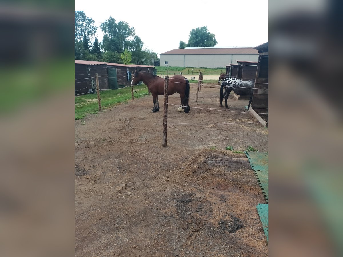 Appaloosa Stute 14 Jahre 148 cm Apfelschimmel in Pulheim