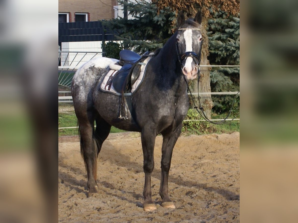 Appaloosa Stute 14 Jahre 154 cm Tigerschecke in Velpke