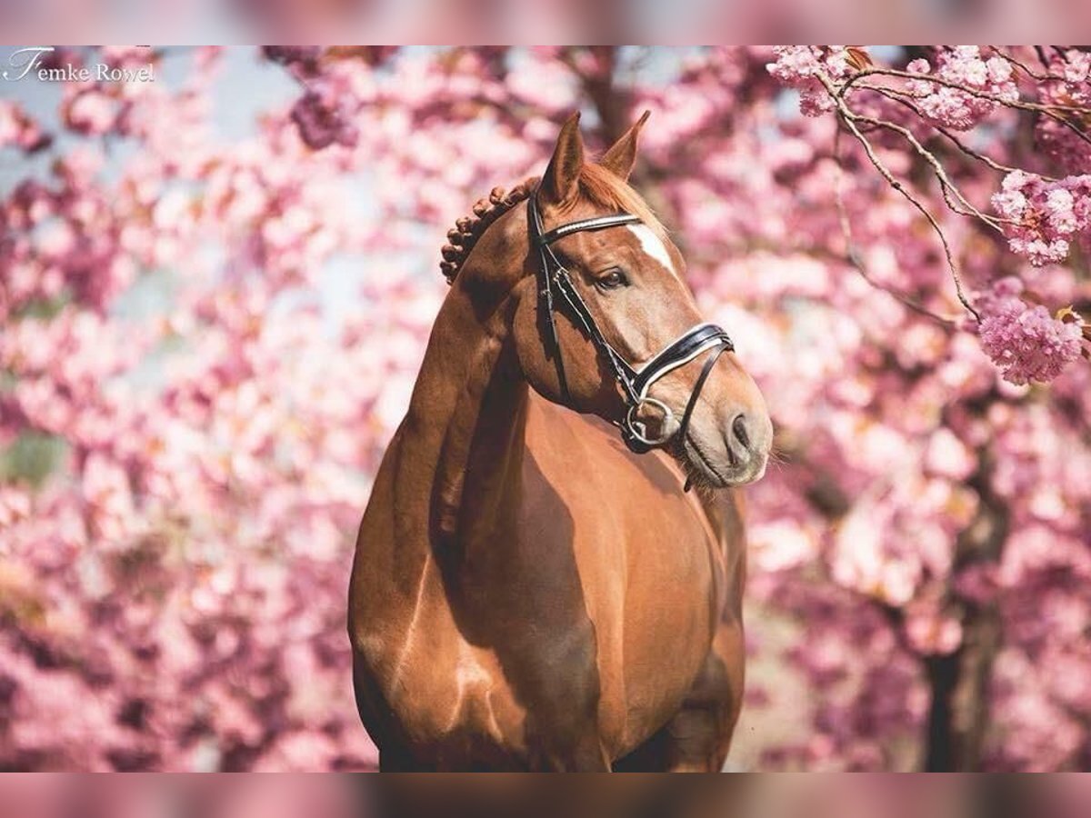 Appaloosa Stute 14 Jahre 162 cm Tigerschecke in Beemte Broekland