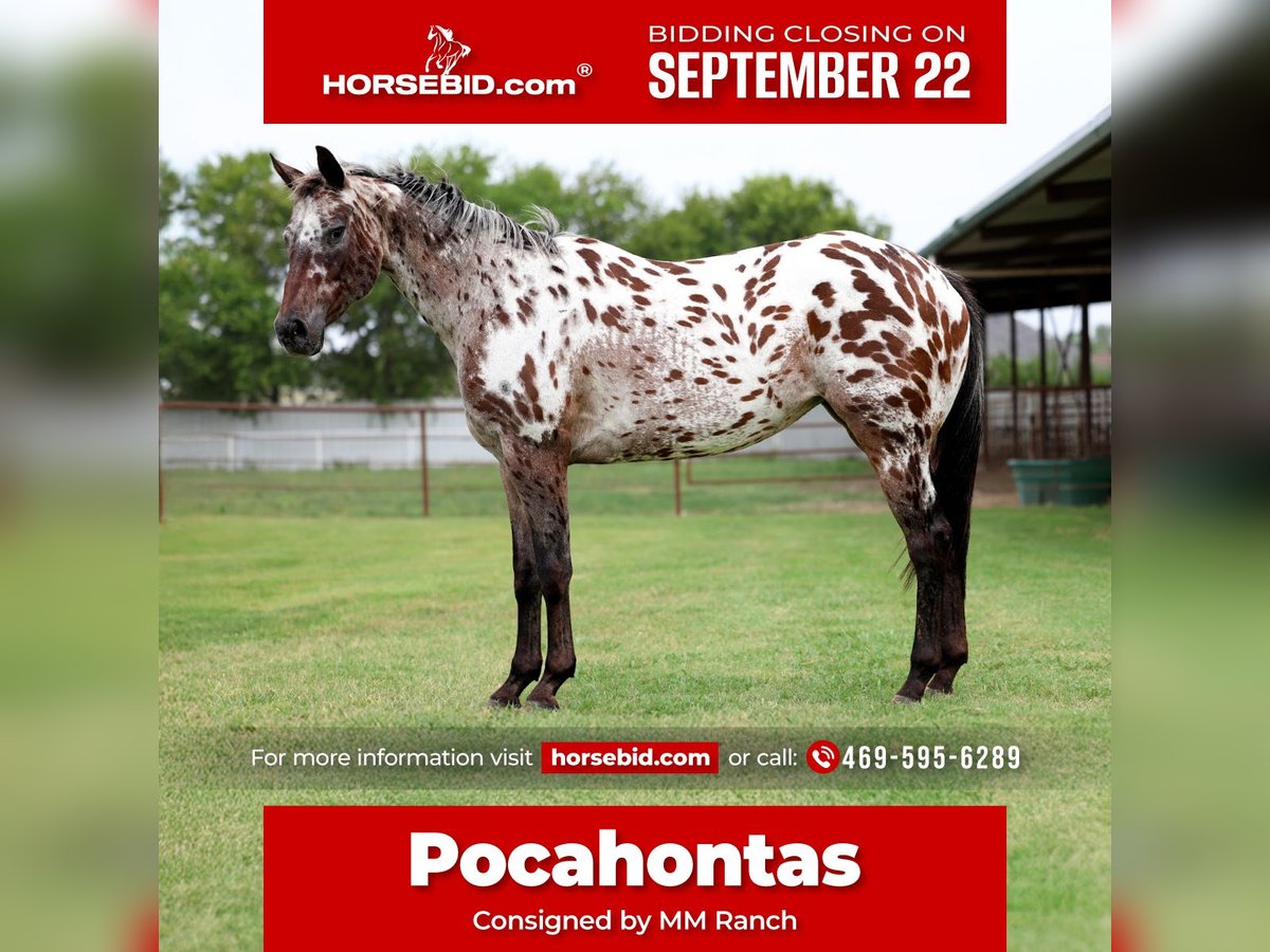 Appaloosa Stute 15 Jahre 152 cm in Forney