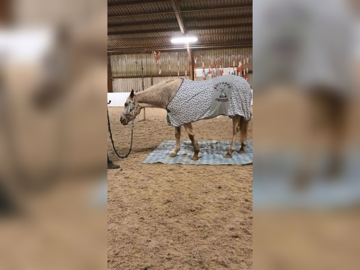 Appaloosa Stute 15 Jahre in Weilerswist