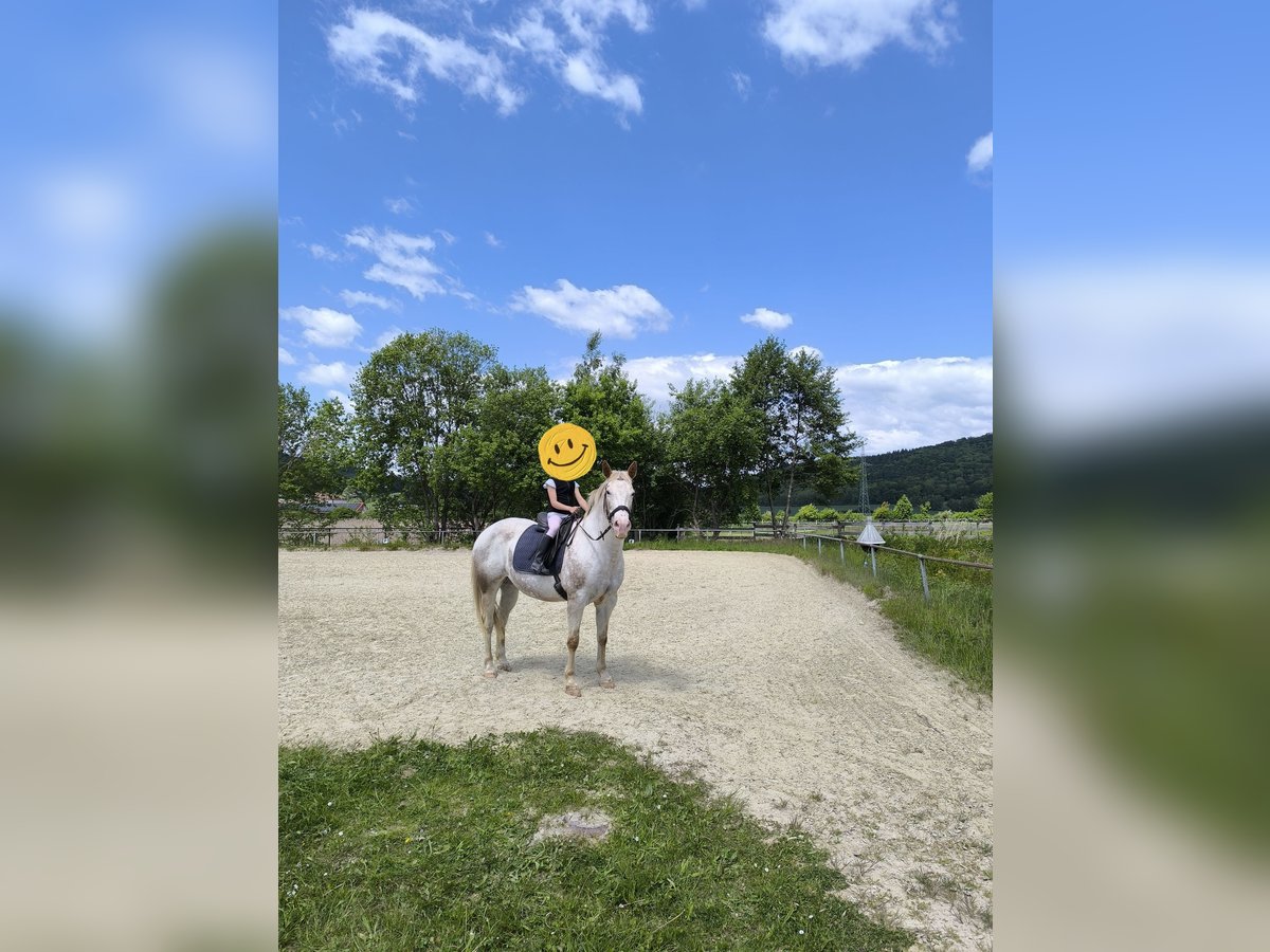 Appaloosa Stute 17 Jahre 152 cm Roan-Red in Hofgeismar